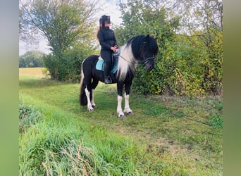 Weitere Ponys/Kleinpferde, Wallach, 4 Jahre, 148 cm, Schecke