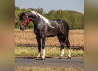Weitere Ponys/Kleinpferde, Wallach, 4 Jahre, 148 cm, Schecke