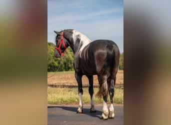 Weitere Ponys/Kleinpferde, Wallach, 4 Jahre, 148 cm, Schecke