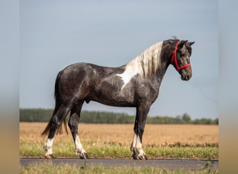 Weitere Ponys/Kleinpferde, Wallach, 4 Jahre, 148 cm, Schecke