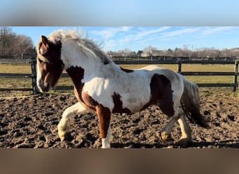 Weitere Ponys/Kleinpferde, Wallach, 4 Jahre, 148 cm, Schecke