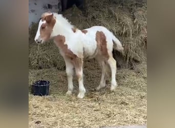 Weitere Ponys/Kleinpferde, Wallach, 4 Jahre, 148 cm, Schecke