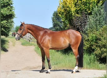 Weitere Ponys/Kleinpferde, Wallach, 4 Jahre, 149 cm, Brauner