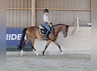 Weitere Ponys/Kleinpferde, Wallach, 4 Jahre, 149 cm, Brauner