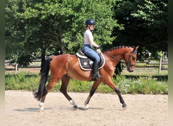 Weitere Ponys/Kleinpferde, Wallach, 4 Jahre, 149 cm, Brauner