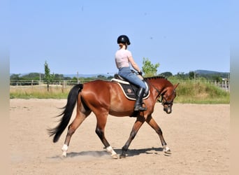 Weitere Ponys/Kleinpferde, Wallach, 4 Jahre, 149 cm, Brauner