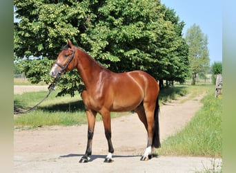 Weitere Ponys/Kleinpferde, Wallach, 4 Jahre, 149 cm, Brauner