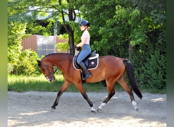 Weitere Ponys/Kleinpferde, Wallach, 4 Jahre, 149 cm, Brauner