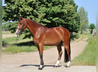 Weitere Ponys/Kleinpferde, Wallach, 4 Jahre, 149 cm, Brauner