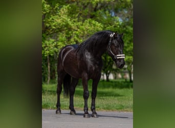 Weitere Ponys/Kleinpferde, Wallach, 4 Jahre, 149 cm, Rappe