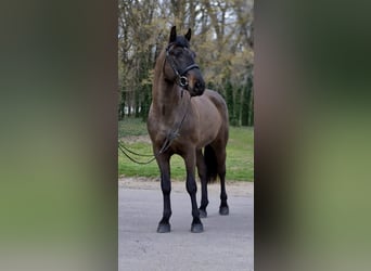 Weitere Ponys/Kleinpferde, Wallach, 4 Jahre, 150 cm, Brauner