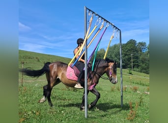 Weitere Ponys/Kleinpferde, Wallach, 4 Jahre, 150 cm, Dunkelbrauner