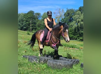 Weitere Ponys/Kleinpferde, Wallach, 4 Jahre, 150 cm, Dunkelbrauner