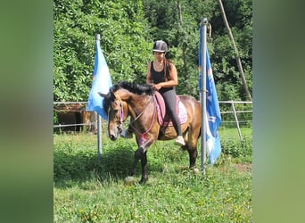 Weitere Ponys/Kleinpferde, Wallach, 4 Jahre, 150 cm, Dunkelbrauner