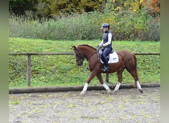 Weitere Ponys/Kleinpferde, Wallach, 4 Jahre, 150 cm, Fuchs