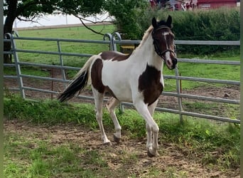 Weitere Ponys/Kleinpferde Mix, Wallach, 4 Jahre, 150 cm, Schecke
