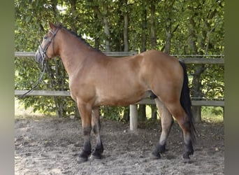Weitere Ponys/Kleinpferde Mix, Wallach, 4 Jahre, 152 cm, Brauner