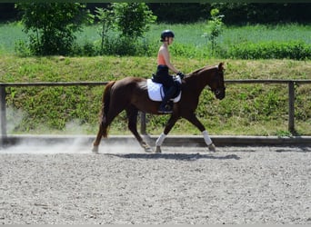 Weitere Ponys/Kleinpferde, Wallach, 4 Jahre, 152 cm, Fuchs