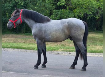 Weitere Ponys/Kleinpferde, Wallach, 4 Jahre, 152 cm, Roan-Blue