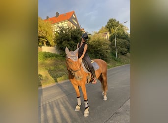 Weitere Ponys/Kleinpferde, Wallach, 4 Jahre, 153 cm, Fuchs