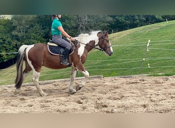 Weitere Ponys/Kleinpferde, Wallach, 4 Jahre, 153 cm, Schecke
