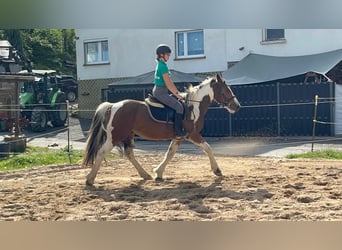 Weitere Ponys/Kleinpferde, Wallach, 4 Jahre, 153 cm, Schecke
