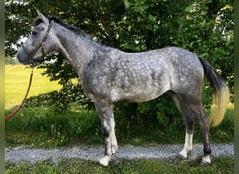 Weitere Ponys/Kleinpferde, Wallach, 4 Jahre, 155 cm, Blauschimmel