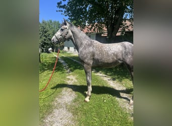 Weitere Ponys/Kleinpferde, Wallach, 4 Jahre, 155 cm, Blauschimmel