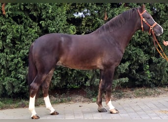 Weitere Ponys/Kleinpferde, Wallach, 4 Jahre, 155 cm, Dunkelfuchs