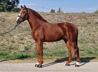 Weitere Ponys/Kleinpferde, Wallach, 4 Jahre, 155 cm, Fuchs