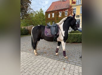 Weitere Ponys/Kleinpferde, Wallach, 4 Jahre, 155 cm, Schecke
