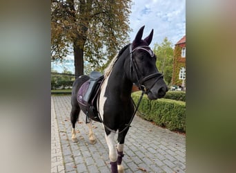 Weitere Ponys/Kleinpferde, Wallach, 4 Jahre, 155 cm, Schecke