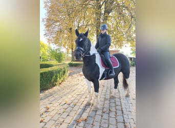 Weitere Ponys/Kleinpferde, Wallach, 4 Jahre, 155 cm, Schecke