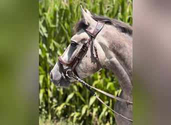 Weitere Ponys/Kleinpferde, Wallach, 4 Jahre, 155 cm, Schimmel