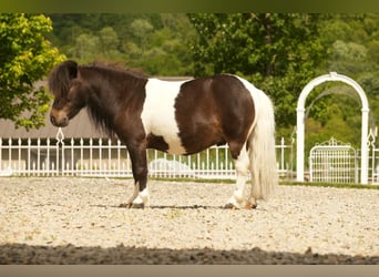 Weitere Ponys/Kleinpferde, Wallach, 4 Jahre, 81 cm