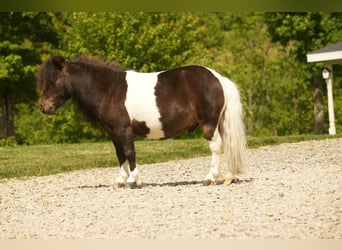 Weitere Ponys/Kleinpferde, Wallach, 4 Jahre, 81 cm