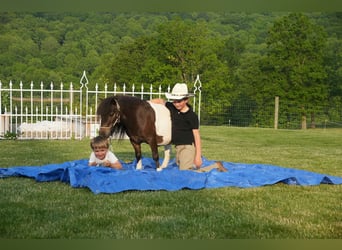 Weitere Ponys/Kleinpferde, Wallach, 4 Jahre, 81 cm