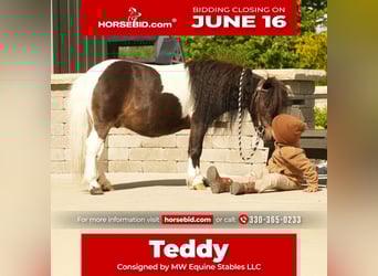Weitere Ponys/Kleinpferde, Wallach, 4 Jahre, 81 cm