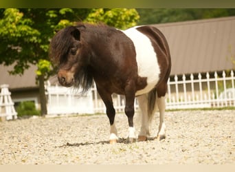 Weitere Ponys/Kleinpferde, Wallach, 4 Jahre, 81 cm