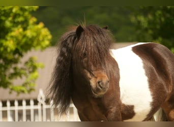 Weitere Ponys/Kleinpferde, Wallach, 4 Jahre, 81 cm
