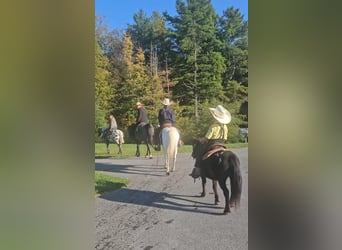 Weitere Ponys/Kleinpferde, Wallach, 4 Jahre, 84 cm, Rappe