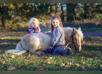 Weitere Ponys/Kleinpferde, Wallach, 4 Jahre, 86 cm, Palomino