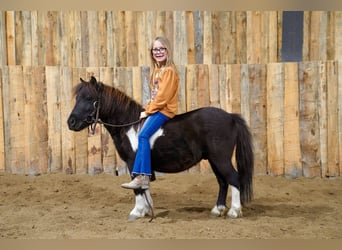 Weitere Ponys/Kleinpferde, Wallach, 4 Jahre, 86 cm, Schecke