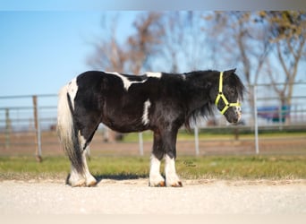 Weitere Ponys/Kleinpferde, Wallach, 4 Jahre, 86 cm, Schecke