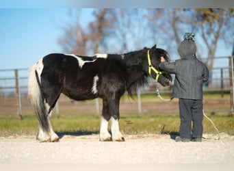 Weitere Ponys/Kleinpferde, Wallach, 4 Jahre, 86 cm, Schecke