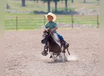 Weitere Ponys/Kleinpferde, Wallach, 4 Jahre, 86 cm