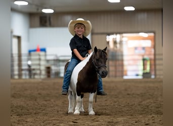 Weitere Ponys/Kleinpferde, Wallach, 4 Jahre, 86 cm