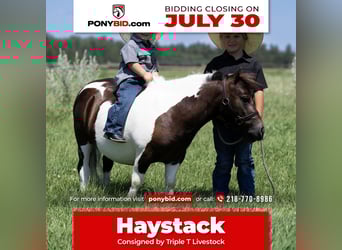 Weitere Ponys/Kleinpferde, Wallach, 4 Jahre, 86 cm
