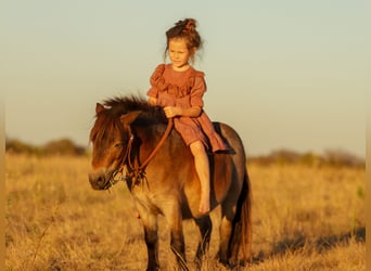 Weitere Ponys/Kleinpferde, Wallach, 4 Jahre, 89 cm, Roan-Bay