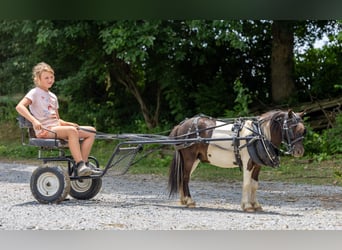 Weitere Ponys/Kleinpferde, Wallach, 4 Jahre, 89 cm, Schecke
